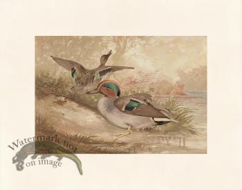 Pope 01 Green Winged Teal B